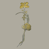 Empiècement - Floral Divers coloris, Fiorenzo